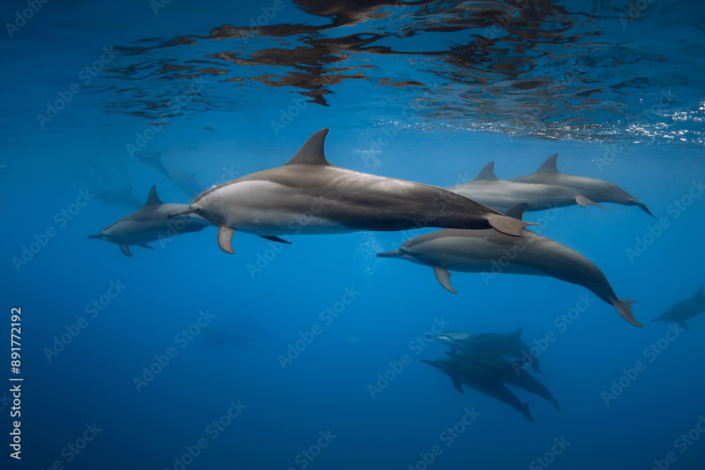 Obraz premium Dolphins swims underwater in blue sea. Dolphins pod in Indian ocean