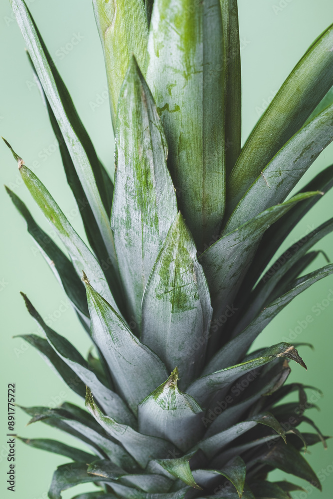 Fototapeta premium Des feuilles du fruit de l'ananas