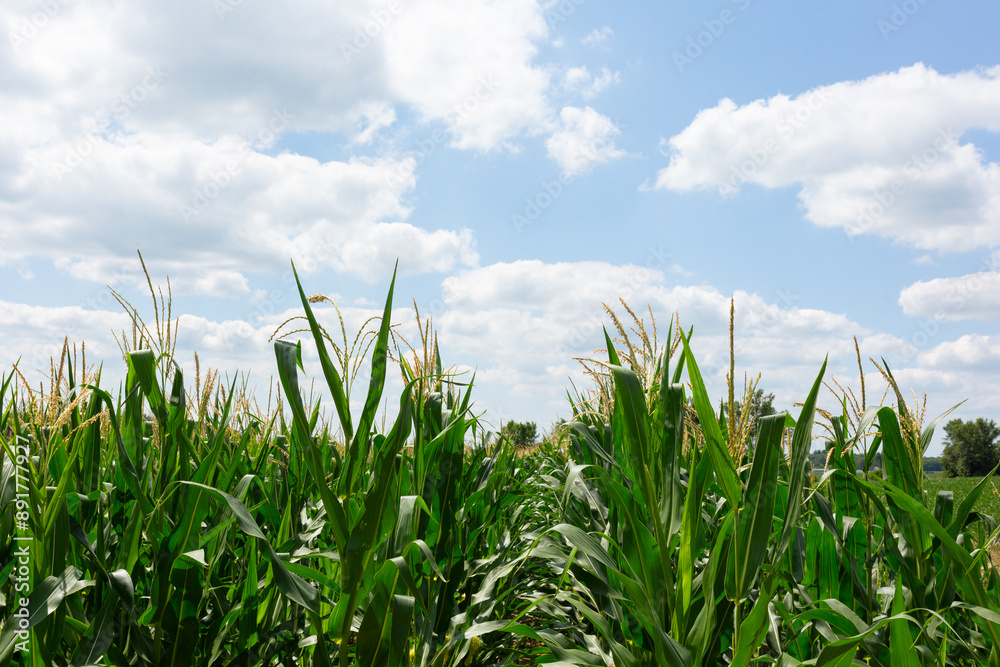 Green corn stalks below blue sky with clouds Green corn stalks below blue sky with clouds