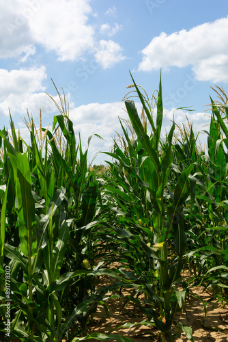 corn stalks under blue sky and clouds