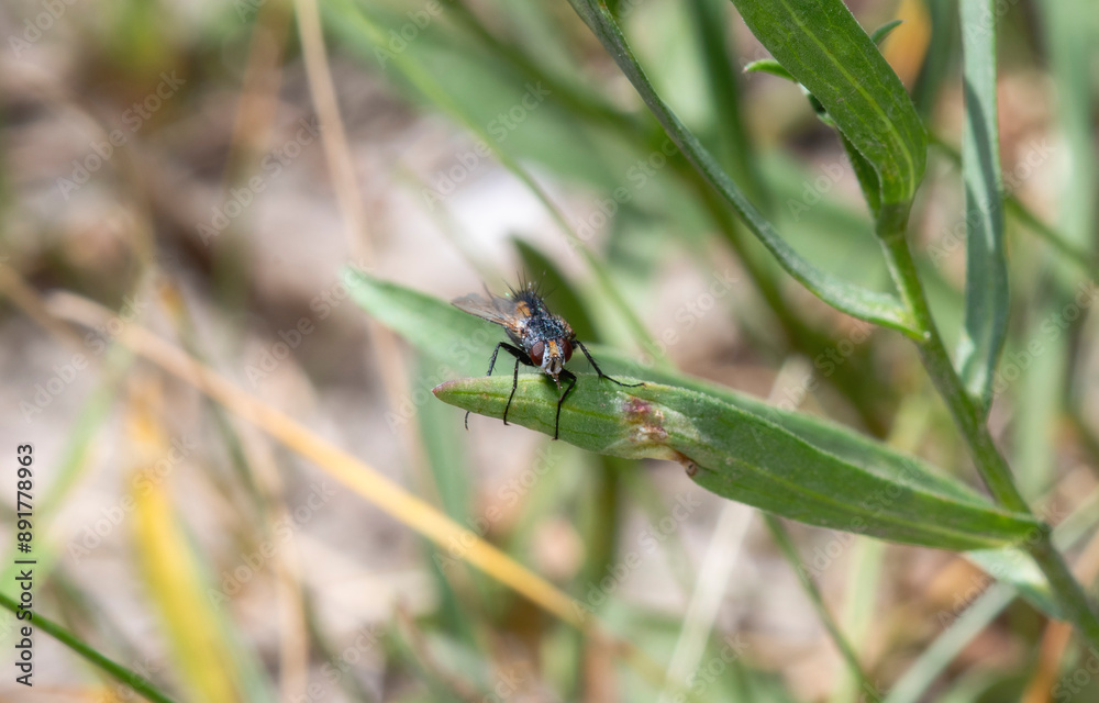 A Bristle Fly (Family Tachinidae) Perched on a Blade of Grass in Wyoming A Bristle Fly (Family Tachinidae) Perched on a Blade of Grass in Wyoming