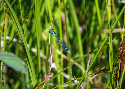 A Northern Bluet Damselfly (Enallagma annexum) Perched on a Grass Stalk in Wyoming