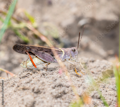 A Pronotal Range Grasshopper (Cratypedes neglectus) in Wyoming;  Close-Up View photo