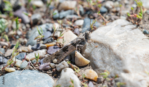 Pallid Winged Grasshopper (Trimerotropis pallidipennis) Resting on Rocks in Wyoming