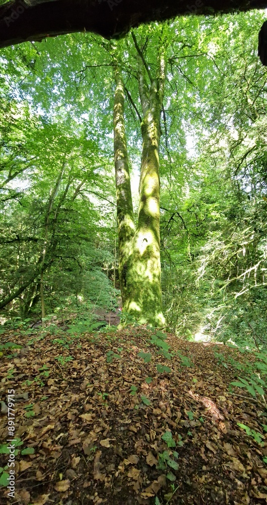 Fototapeta premium tree in the forest