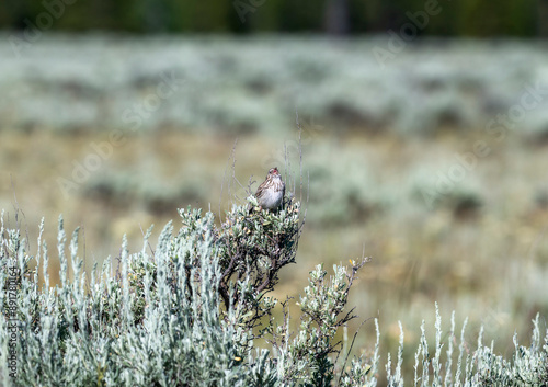 A Vesper Sparrow (Pooecetes gramineus ) Perched on Sagebrush in Wyoming photo