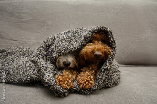 Photography Two puppy dogs covered with a dark and warm blanket afraif of fireworks or separ