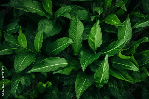 Background image of green folliage