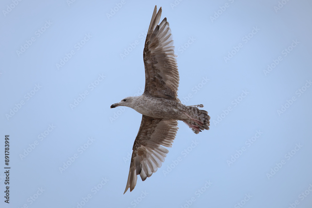 Obraz premium Silbermöwe (Larus argentatus)