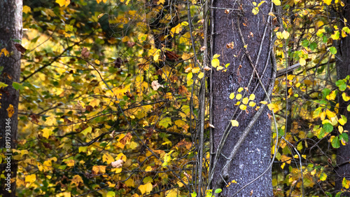 Stunning Colors of Autumn Hidden Deep in the Green Forest