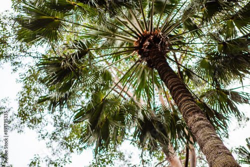  Cabbage tree palm (Livistona australis), Budawang National Park, New South Wales, Australia photo