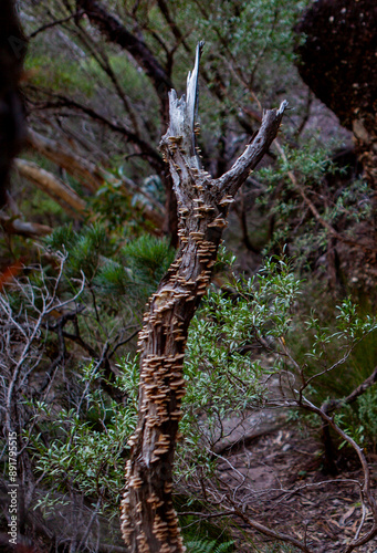 Bracket Fungus on a dead tree trunk, Budawang National Park, New South Wales, Australia photo