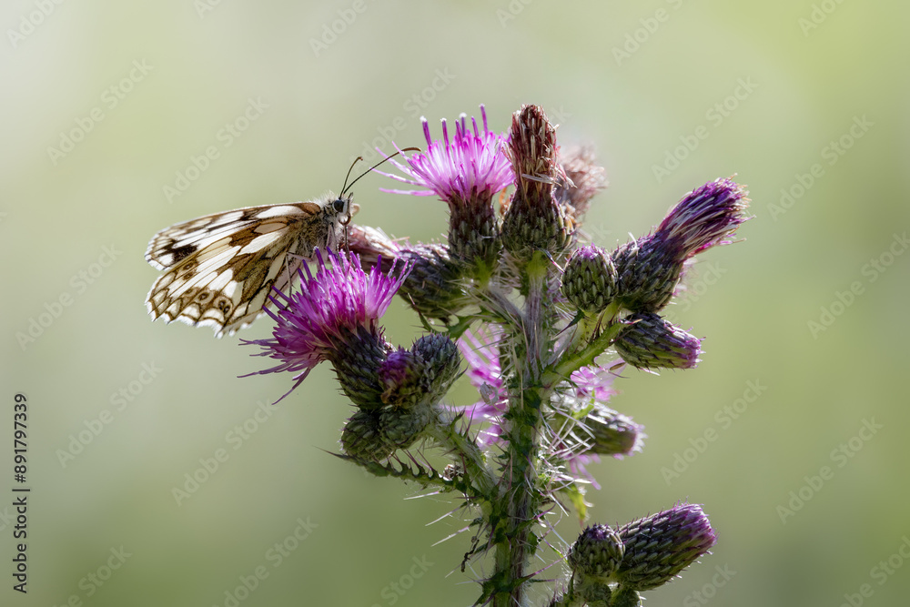 Marbled White Butterfly on Thistle Flower Marbled White Butterfly on Thistle Flower