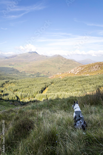 Dog Boarder Collie Sheep dog in Snowdonia National Park view from Moel Hebog looking at Snowdon