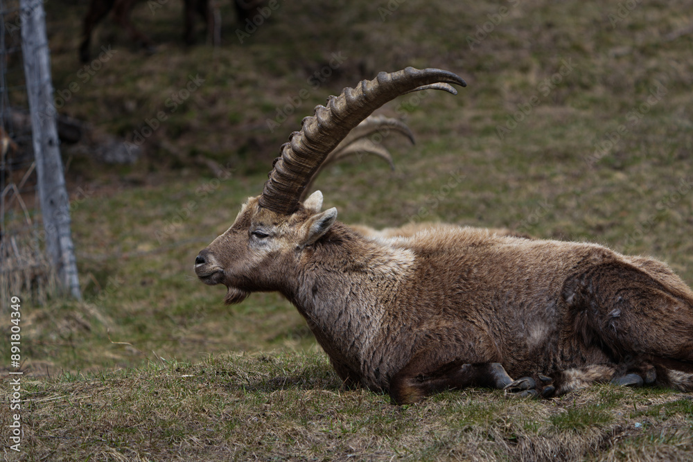 portrait of a wild capricorn ibex in the swiss mountains portrait Switzerland, Engadin, Graubunden, Grisons, Pontresina in April portrait of a wild capricorn ibex in the swiss mountains portrait Switzerland, Engadin, Graubunden, Grisons, Pontresina in April