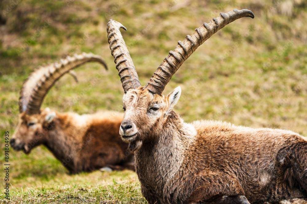 portrait of a wild capricorn ibex in the swiss mountains portrait Switzerland, Engadin, Graubunden, Grisons, Pontresina in April portrait of a wild capricorn ibex in the swiss mountains portrait Switzerland, Engadin, Graubunden, Grisons, Pontresina in April