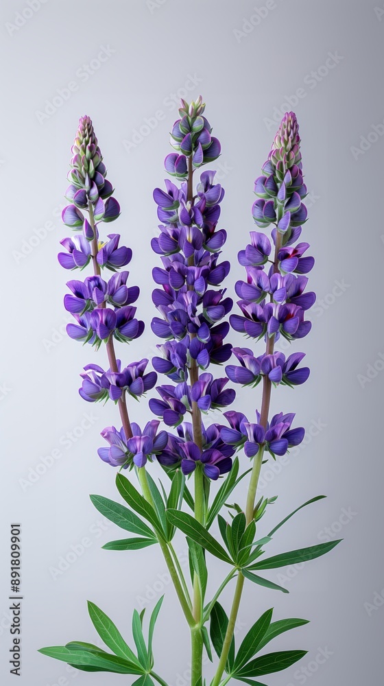 Naklejka premium California Wildflowers