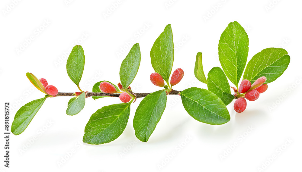 fresh barberry twig with leaves isolated on a white background fresh barberry twig with leaves isolated on a white background