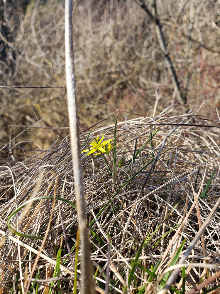 small yellow flower in dry grass in early spring