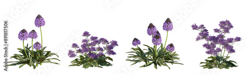 Set of Limonium perezii (Perez's sea lavender) and Scilla peruviana (the Portuguese squil) flowering frontal isolated png on a transparent background perfectly cutout high resolution photo