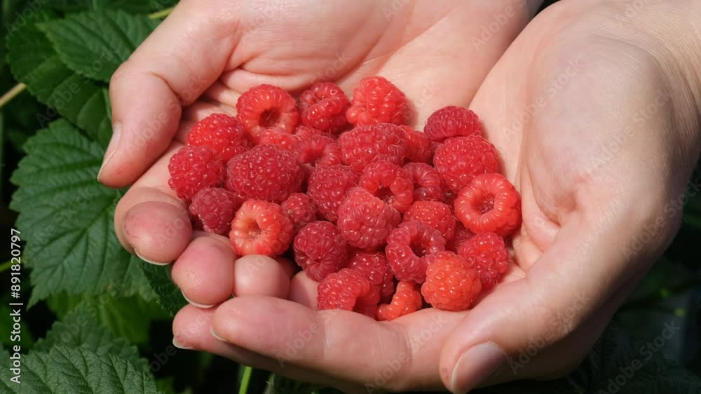 A woman holding red raspberries in her hands above a raspberry bush. Close up.