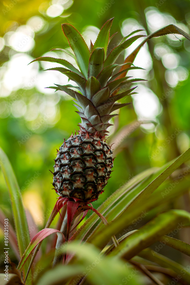 Fototapeta premium pineapple on the tree