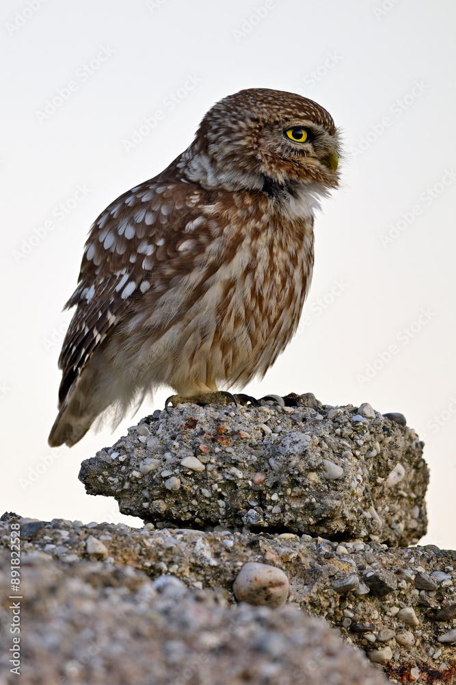 Naklejka premium Steinkauz (Athene noctua) sitzt auf einem Stein // Little owl (Athene noctua) - Milos, Greece