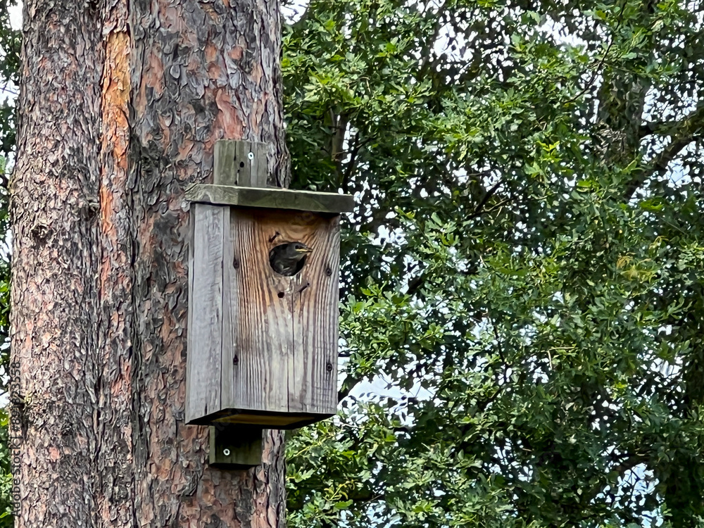 A nesting house for starlings in a tree in the forest close to houses with a young starling looking out for a A nesting house for starlings in a tree in the forest close to houses with a young starling looking out for a