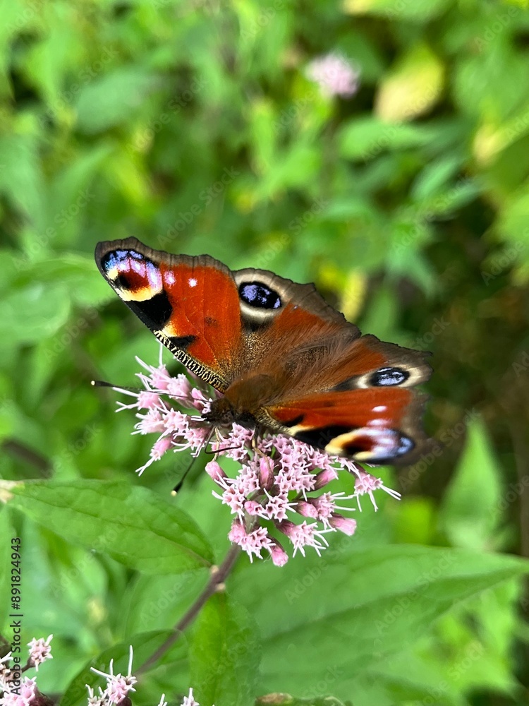 Motyl