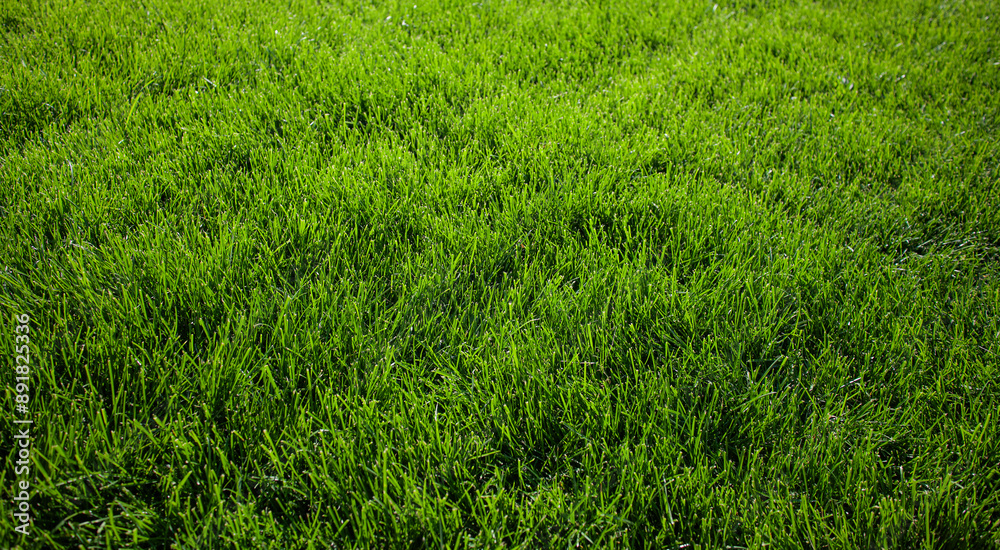 Green grass background, green grass texture.