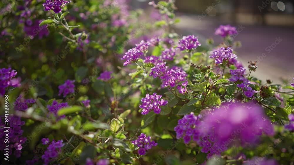 Lush lantana camara shrubs bloom with vibrant purple flowers in a murcia garden, basking in spanish sunlight.
