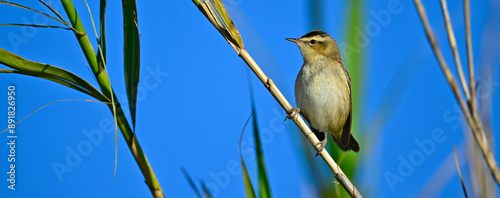 Sedge warbler // Schilfrohrsänger  (Acrocephalus schoenobaenus) - Milos, Greece photo