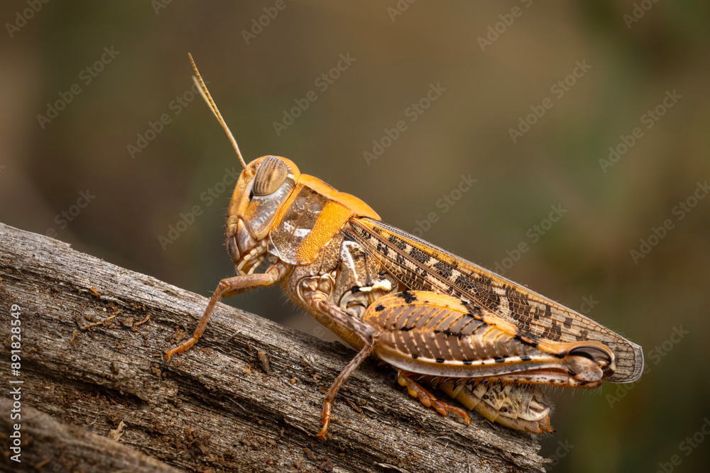 A grasshopper photographed in great detail. Calliptamus italicus. Nature background. A grasshopper photographed in great detail. Calliptamus italicus. Nature background.