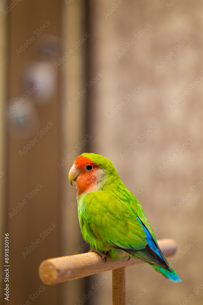 Obraz premium Cute lovebird parrot.pet african parrot.caring for animals.cute video.Funny parrots.Home pet parrot.The best birds.Beautiful photo of a bird.Ornithology.caring for the animal.bird pet.funny photo. 