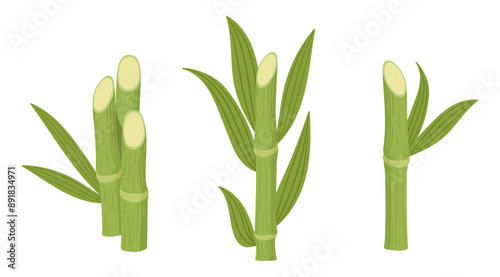 Sugarcane plants. Natural sugarcane sprouts, sugar reed stems with green leaves flat vector illustration set. Cartoon cane on white background