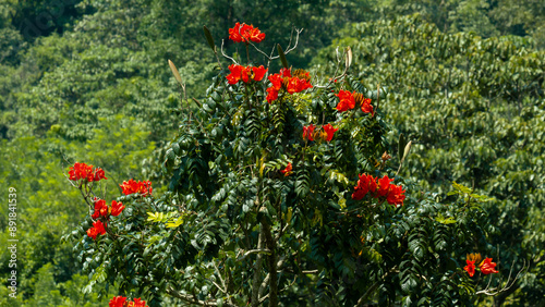 Tropical red flowers on a tree in the rainforest. kerala,