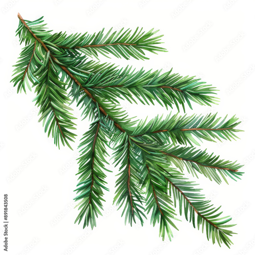 An image of a green spruce branch on a white background. It's a realistic drawing of a Christmas tree, perfect for holiday cards or party posters in 2024. An image of a green spruce branch on a white background. It's a realistic drawing of a Christmas tree, perfect for holiday cards or party posters in 2024.