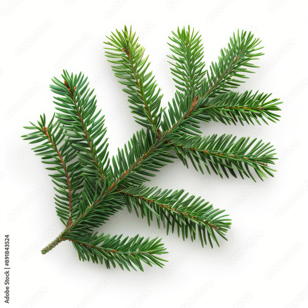 An image of a green spruce branch on a white background. It's a realistic drawing of a Christmas tree, perfect for holiday cards or party posters in 2024. An image of a green spruce branch on a white background. It's a realistic drawing of a Christmas tree, perfect for holiday cards or party posters in 2024.