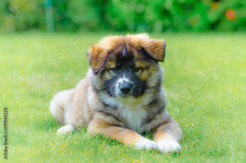Süßer ELO Welpe liegt auf einer Wiese