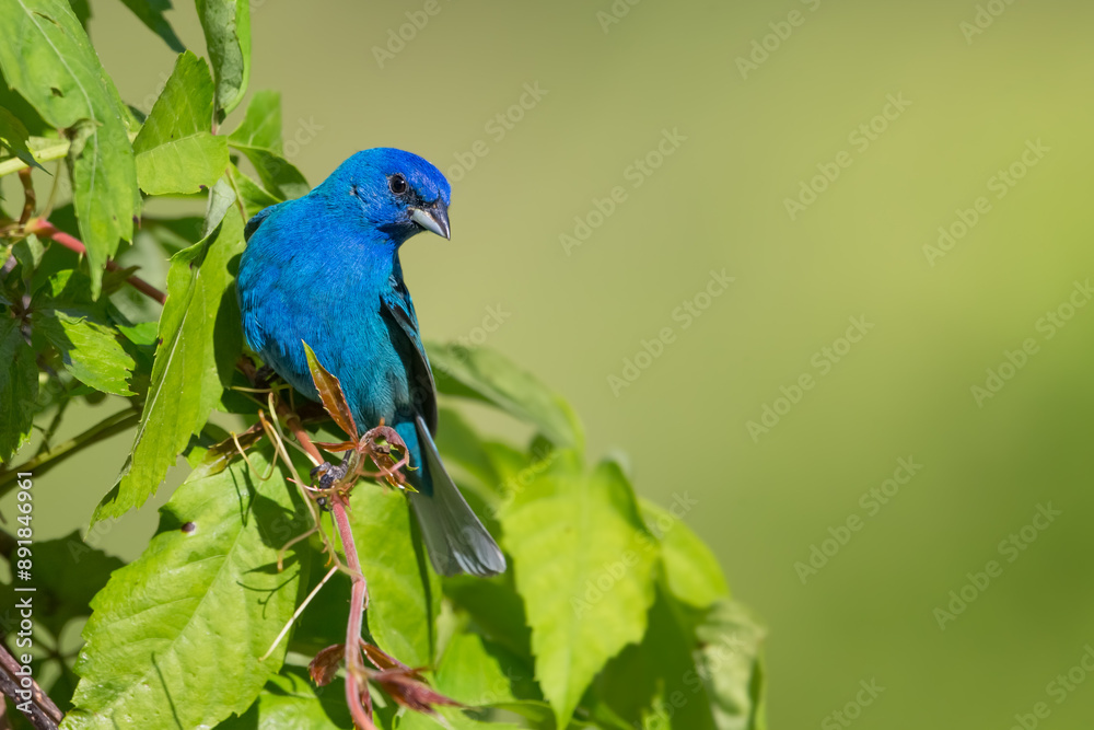 Fototapeta premium Indigo Bunting