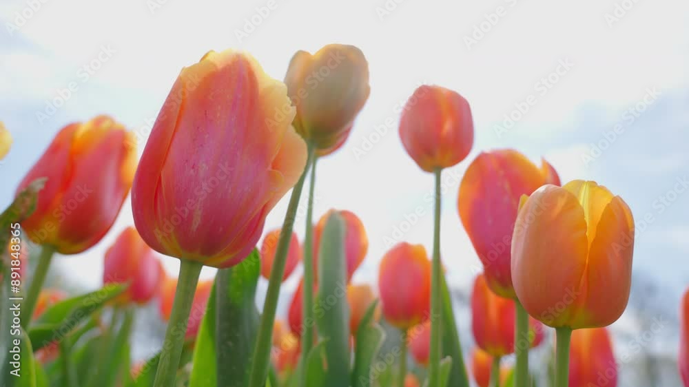 Low angle of orange peach tulips, swaying in the breeze, reaching for the sky, on a bright sunny day