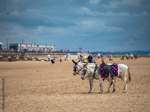 Billede på lærred Two donkeys on a sandy beach