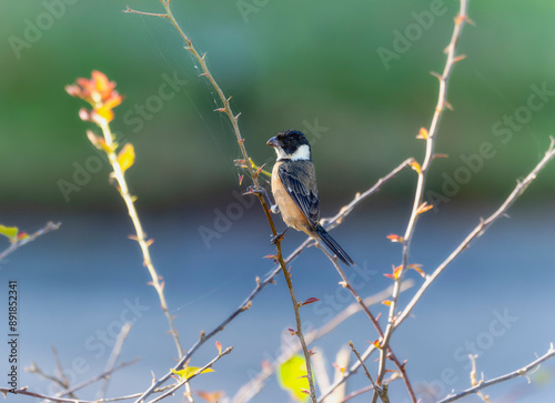 Cinnamon-Rumped Seedeater (Sporophila torqueola) Perched on a Branch in Mexico photo