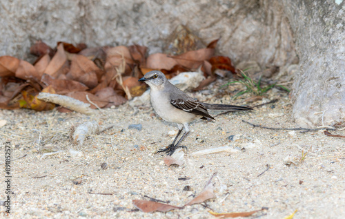 Northern Mockingbird (Mimus polyglottos) Foraging on a Sandy Surface in Mexico photo