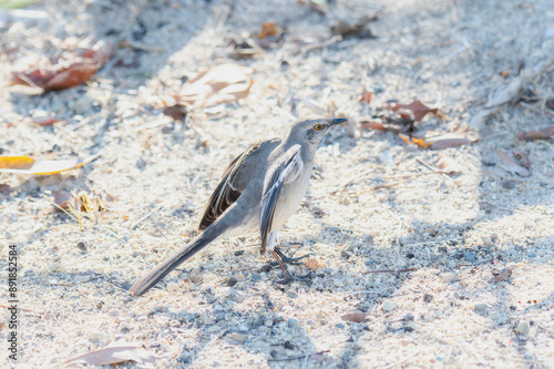 Northern Mockingbird (Mimus polyglottos) Foraging on Sandy Ground in Mexico photo