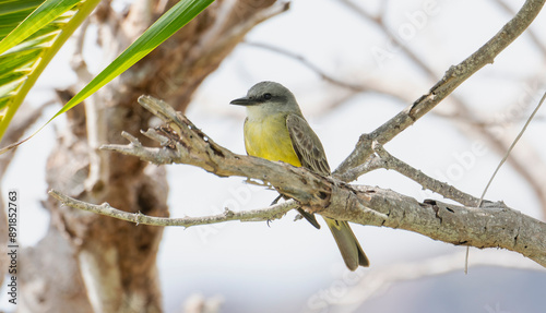 Wallpaper Mural Tropical Kingbird (Tyrannus melancholicus) Perched on a Branch in Mexico Torontodigital.ca