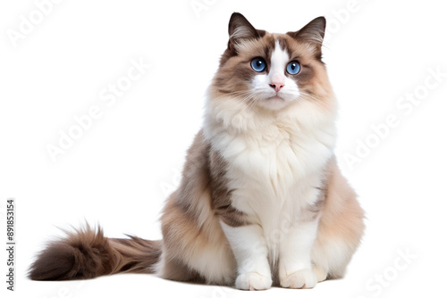 Ragdoll Cat The Gentle Giant of the Feline World