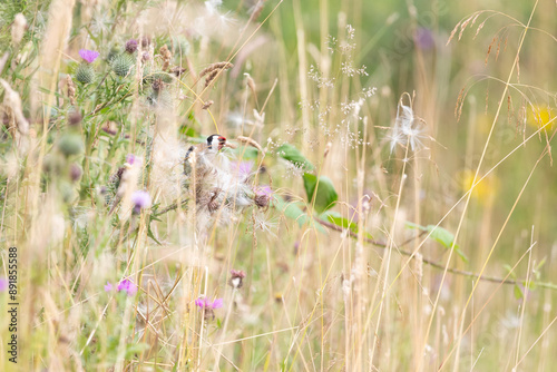 Goldfinch (Carduelis carduelis) hidden amongst wildflowers and seedheads in a reedbed habitat. Yorkshire, UK in July