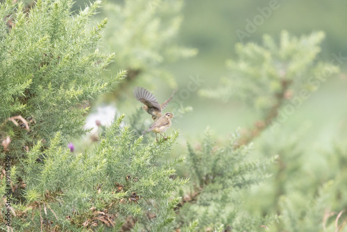 Pair of Common Chiffchaff (Phylloscopus collybita) foraging amongst gorse bushes in Yorkshire, UK
