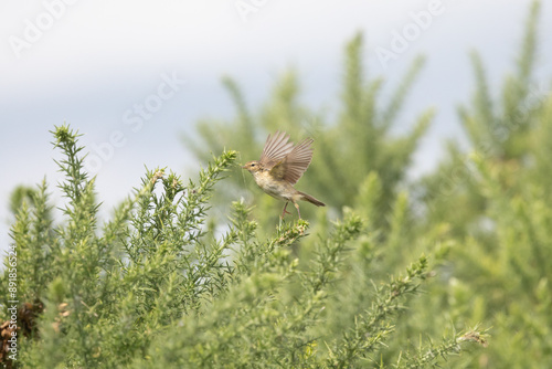 Common Chiffchaff (Phylloscopus collybita) foraging amongst gorse bushes in Yorkshire, UK